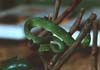Это ядовитая змея куфия из Юго-Восточной Азии. В Индии содержится в храмах.